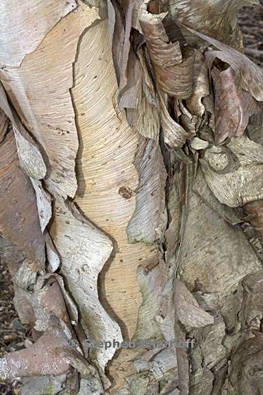 betula utilis bark 1 graphic